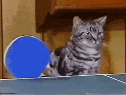 Une table de ping-pong et des chats, c'est tout ce qu'il faut pour rendre un employé heureux